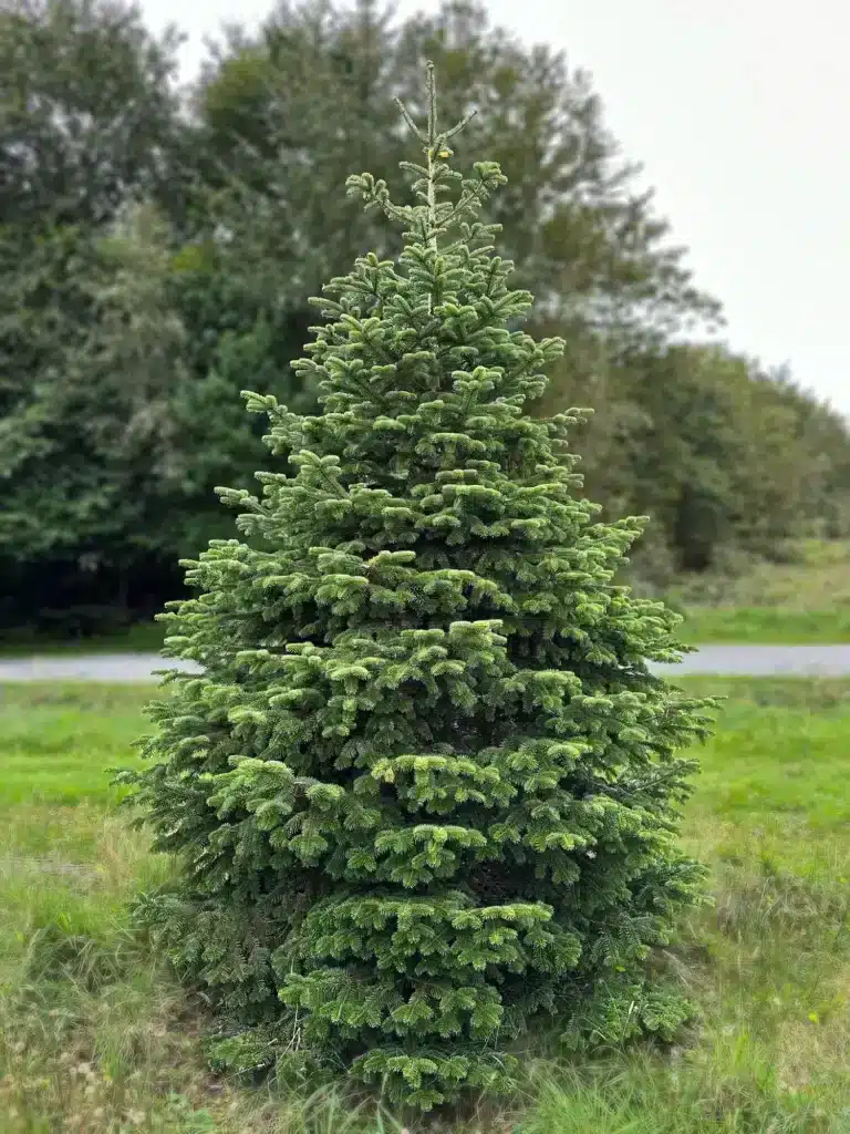 Siauresnis nestandartinio aukščio kėnis plantacijoje, apie 2,5-3 m aukščio