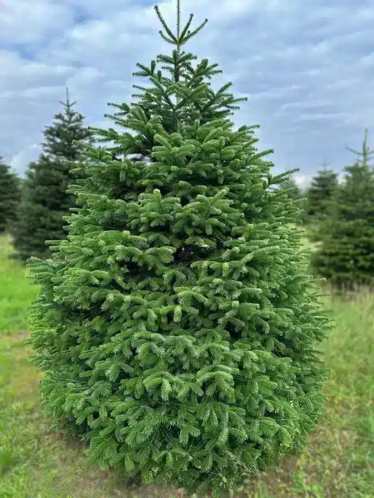 Platesnis nestandartinio aukščio kėnis plantacijoje, apie 2,5-3 m aukščio