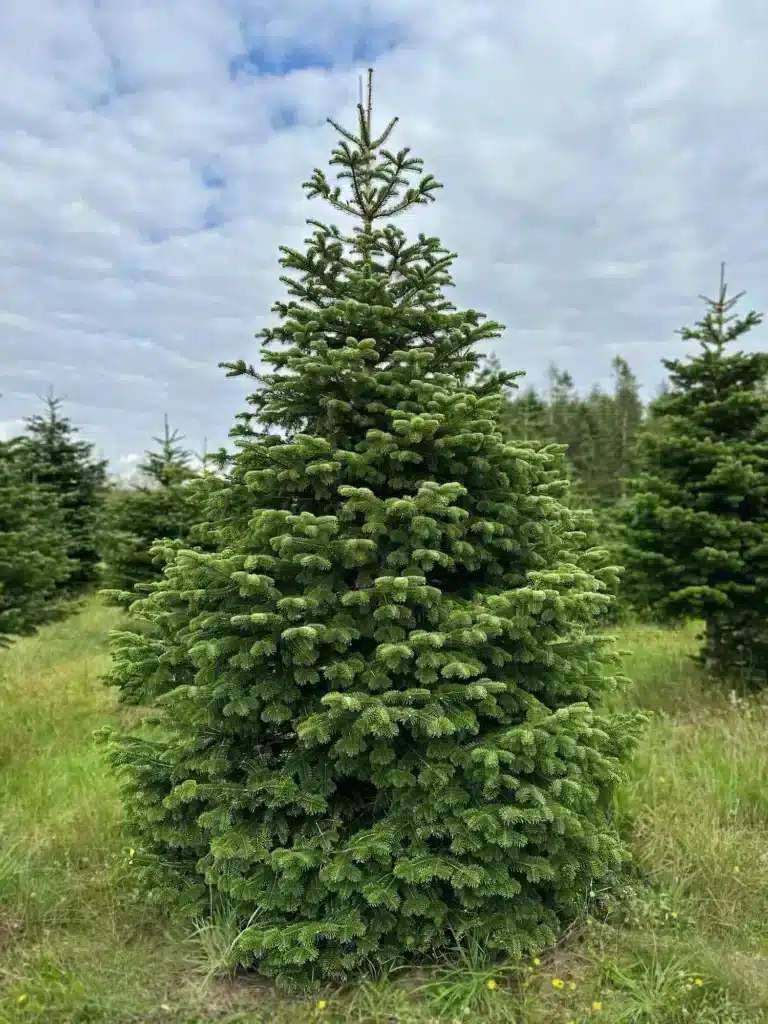 Siauresnis nestandartinio aukščio kėnis plantacijoje, apie 3-3,5 m aukščio