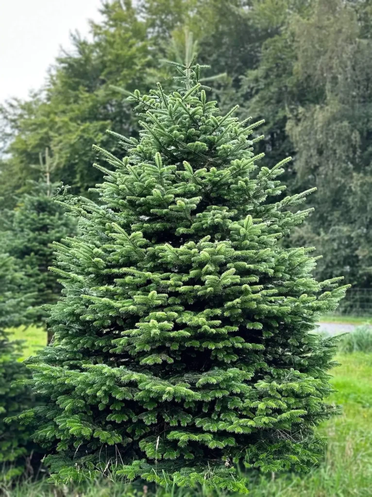Kaukazinis kėnis 350-400 cm aukščio lauke