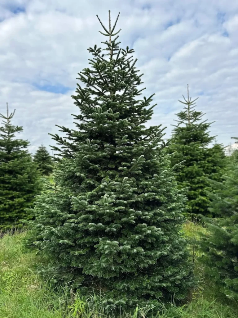 Kaukazinis kėnis aie 400-450 cm aukščio lauke plantacijoje